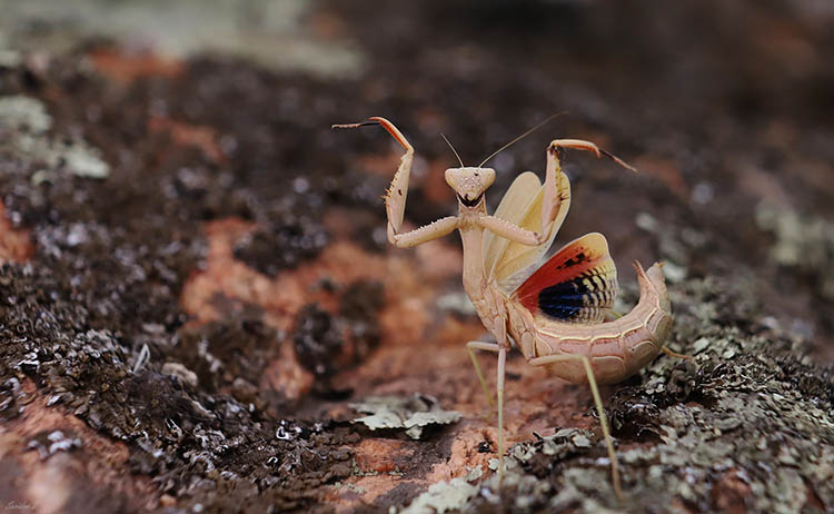 На Дніпропетровщині зафільмували рідкісного дивовижного богомола