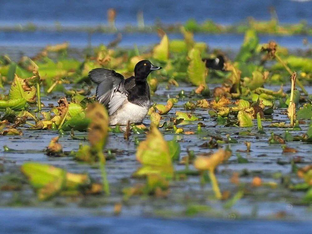 У Дніпрі помітили рідкісну качку з чубчиком