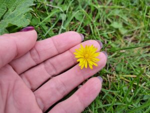 Природа “заплуталася”: Яскраві кульбаби розквітли в Дніпрі у жовтні