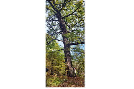 Живий свідок історії: дуб-патріарх представлятиме Дніпропетровщину на європейському конкурсі