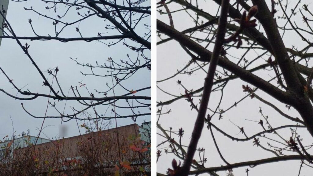 У Дніпрі за кілька днів до зими розквітають каштани