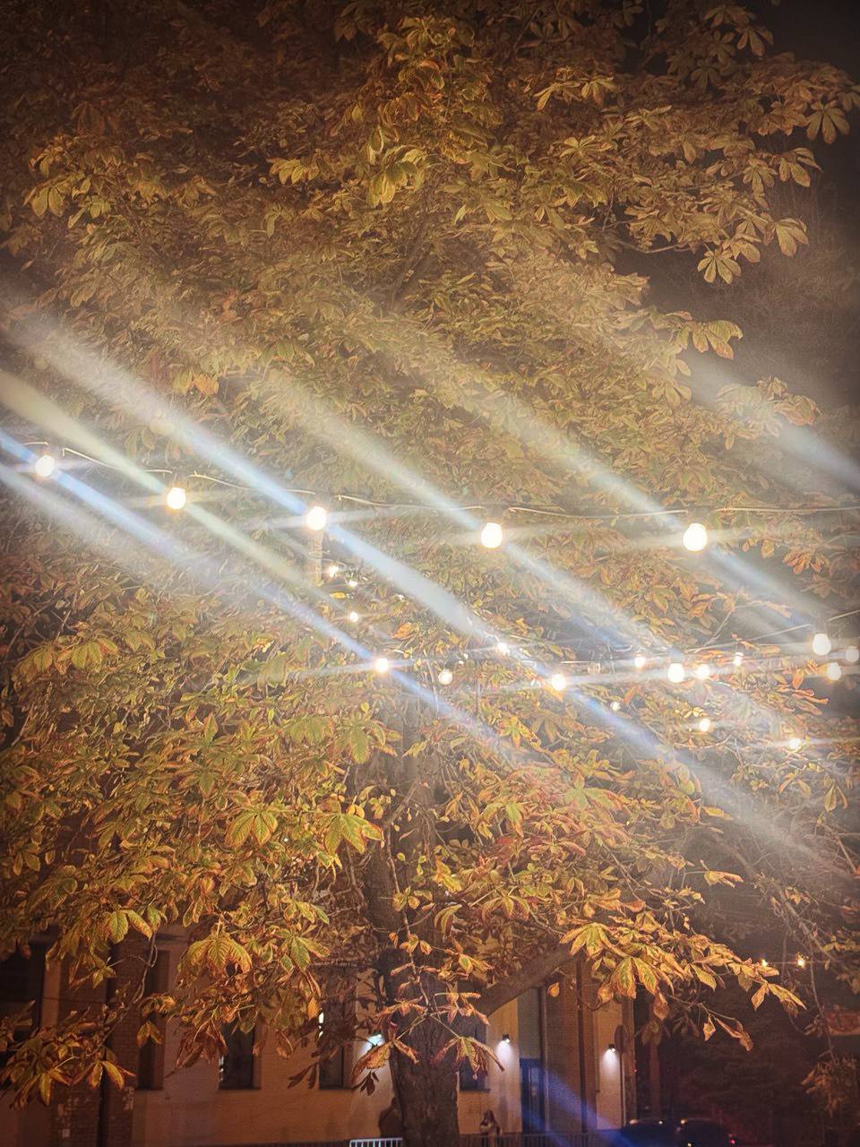 Осінній Дніпро у кадрі: ФОТО