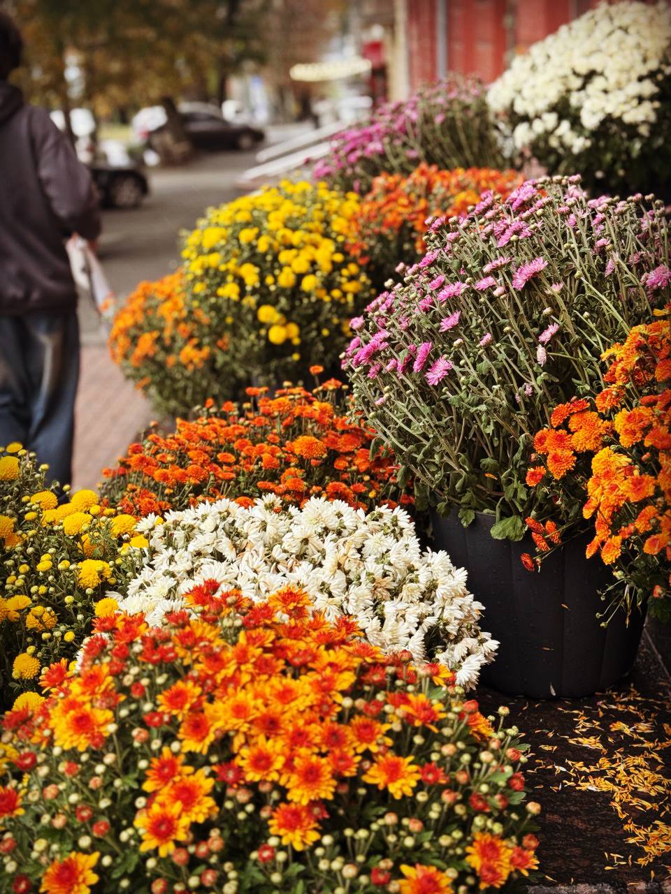 Осінній Дніпро у кадрі: ФОТО