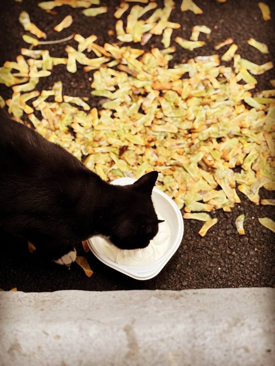 Осінній Дніпро у кадрі: ФОТО