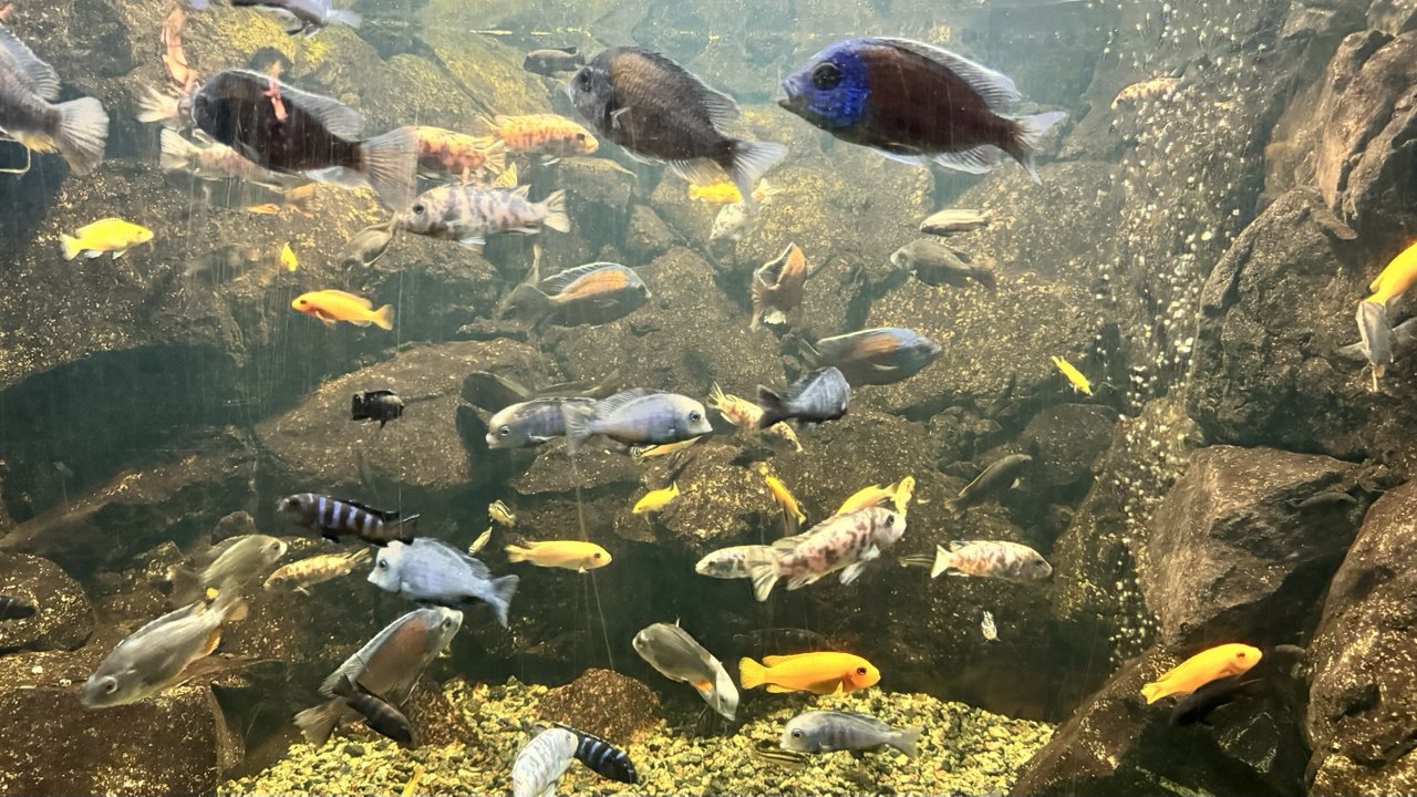 40 років акваріуму у Дніпрі: тоді і зараз. ФОТО