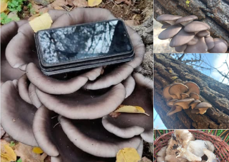 Під Дніпром збирають аномально щедрий урожай глив