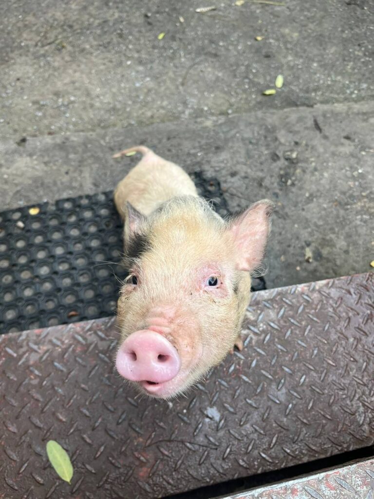 У Дніпрі в центрі міста загубилась свинка