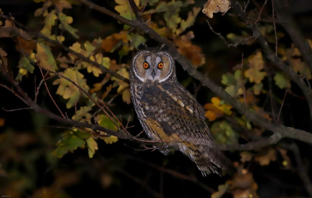 На Дніпропетровщині зафільмували рідкісний момент полювання хижого птаха
