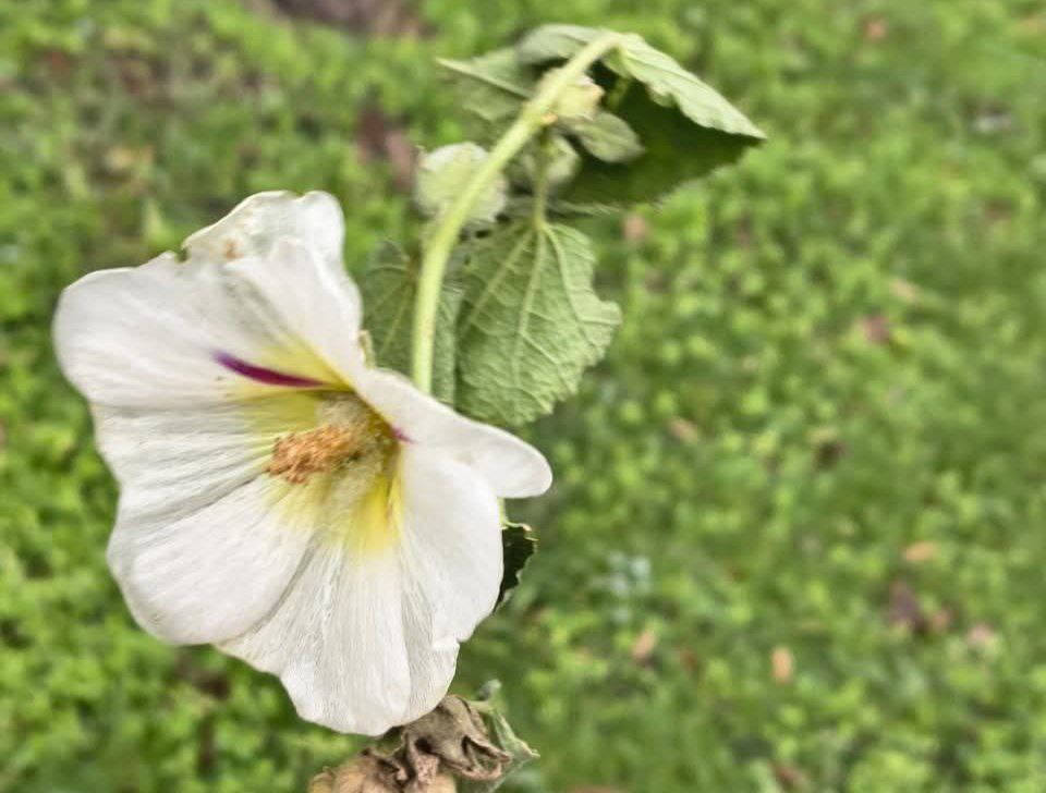 У Дніпрі посеред грудня розквітла мальва