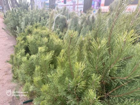 У Дніпрі почали працювати ялинкові базари, де мешканці можуть придбати легальні новорічні дерева