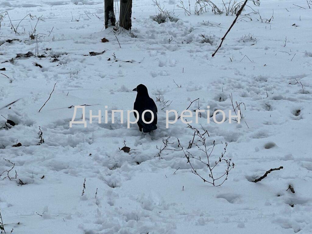 Мороз до -11° та різке потепління: якою буде погода на Дніпропетровщині у новорічні свята Мороз до -11° та різке потепління: якою буде погода на Дніпропетровщині у новорічні свята