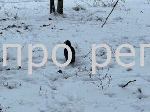 Мороз до -11° та різке потепління: якою буде погода на Дніпропетровщині у новорічні свята