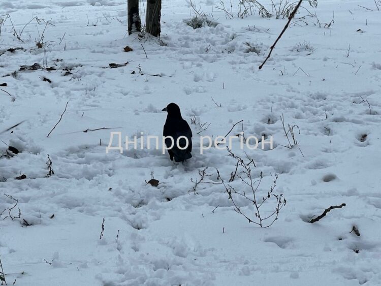Мороз до -11° та різке потепління: якою буде погода на Дніпропетровщині у новорічні свята