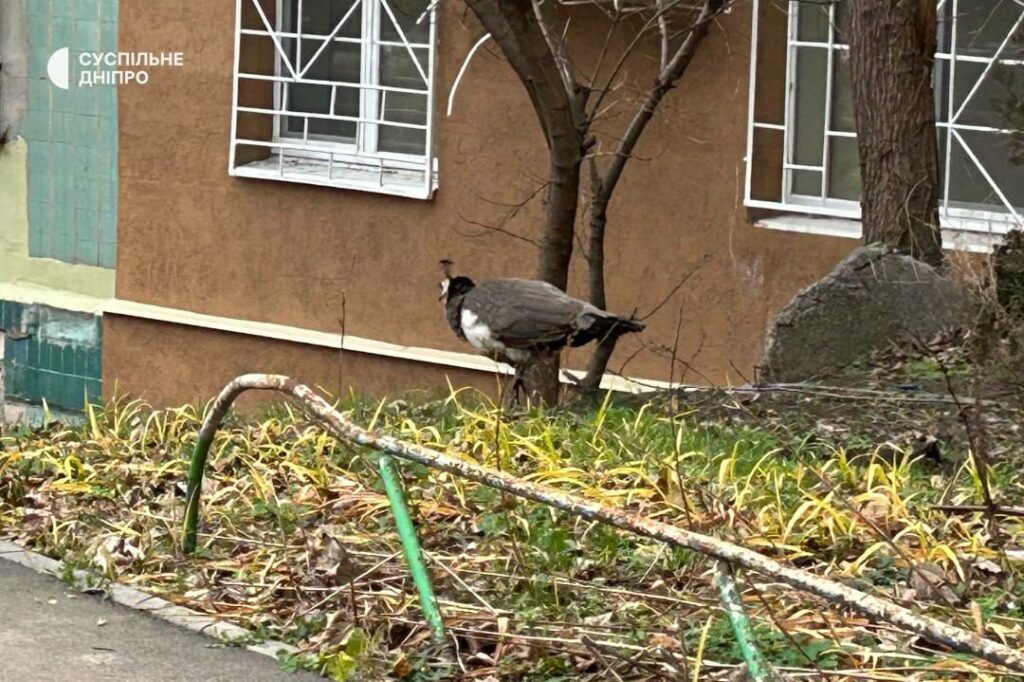 У Дніпрі тиждень триває порятунок самиці павича