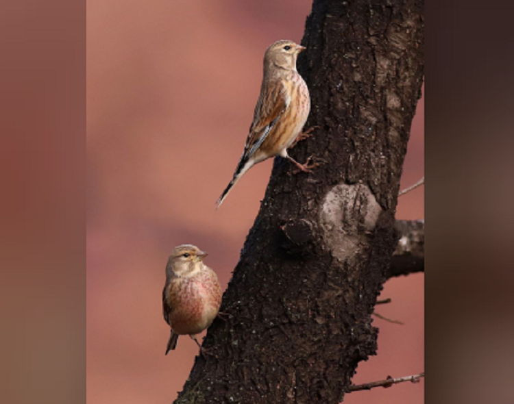 На Дніпропетровщині зафільмували яскравих пташок конопляночок