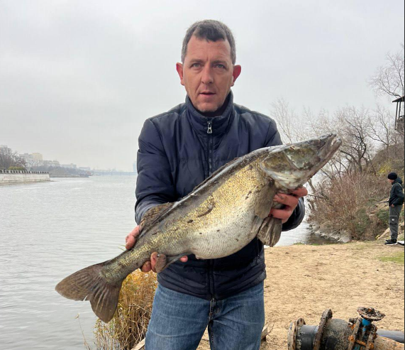 У Дніпрі зловили вгодованого судака-велетня