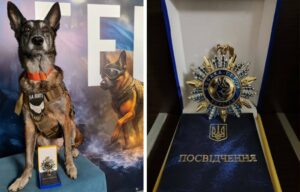 Спаркі з Дніпропетровщини стала «Собакою-героєм України»