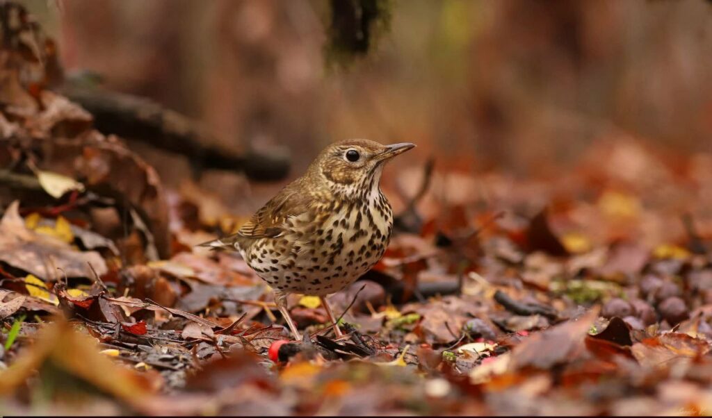 На Дніпропетровщині почули спів майстра вокалу дикої природи