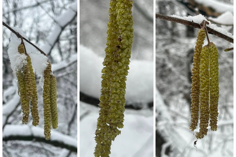 На Дніпропетровщини серед зими зацвіла ліщина На Дніпропетровщини серед зими зацвіла ліщина