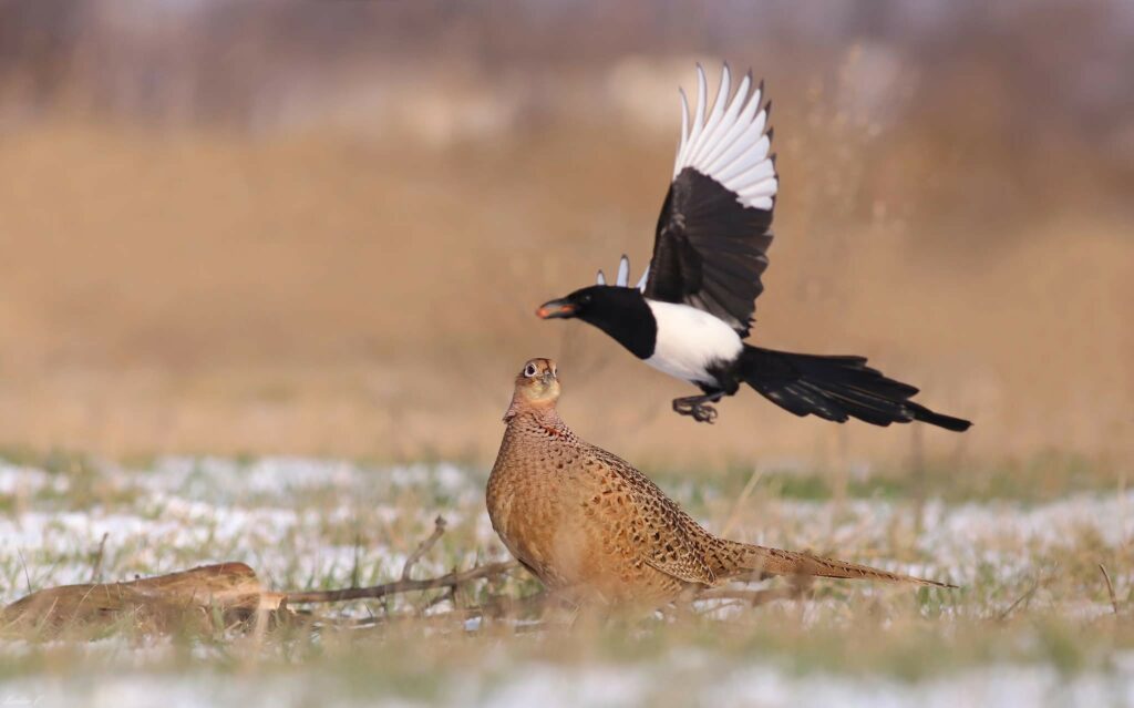 У Дніпрі зазнімкували пташок із задиристим характером