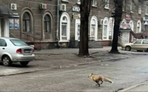 У Дніпрі на Новокримській помітили лисицю
