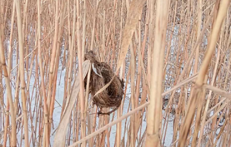 Архітектура над водою: у плавнях Дніпропетровщини знайшли «хмарочос»