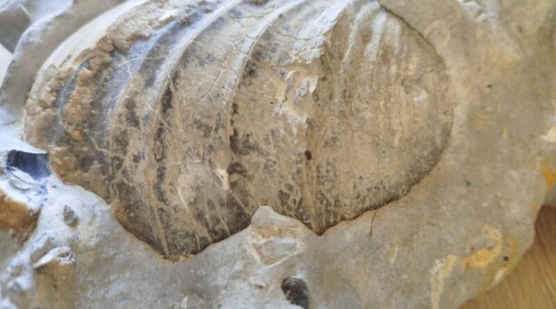 На Дніпропетровщині готується виставка скам’янілих давніх вимерлих тварин