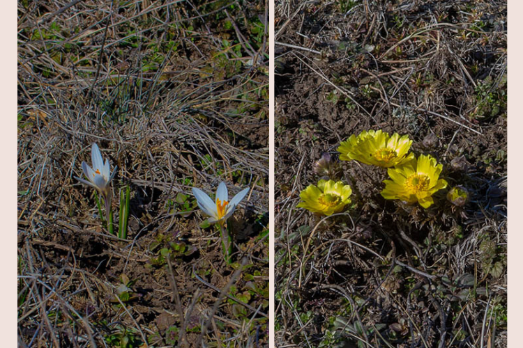 На Дніпропетровщині зацвіли червонокнижні рослини На Дніпропетровщині зацвіли червонокнижні рослини