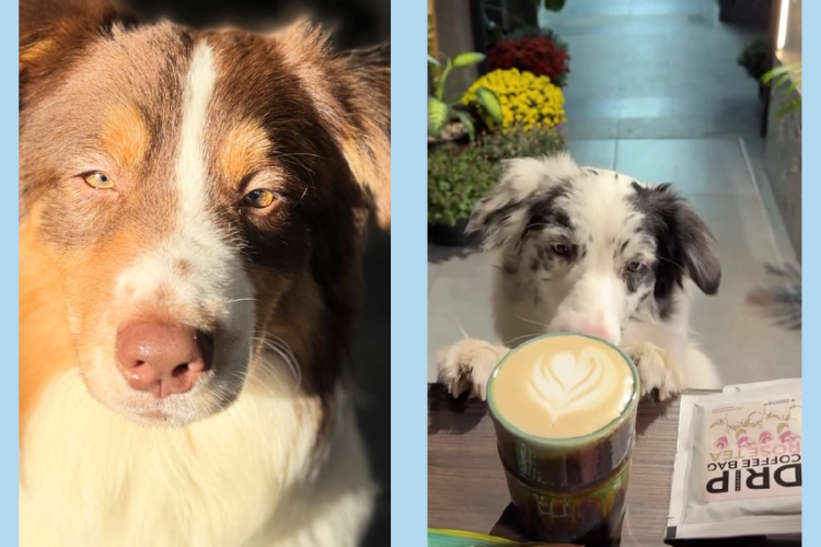У Дніпрі відкрилася кав'ярня, де гостей зустрічають австралійські вівчарки
