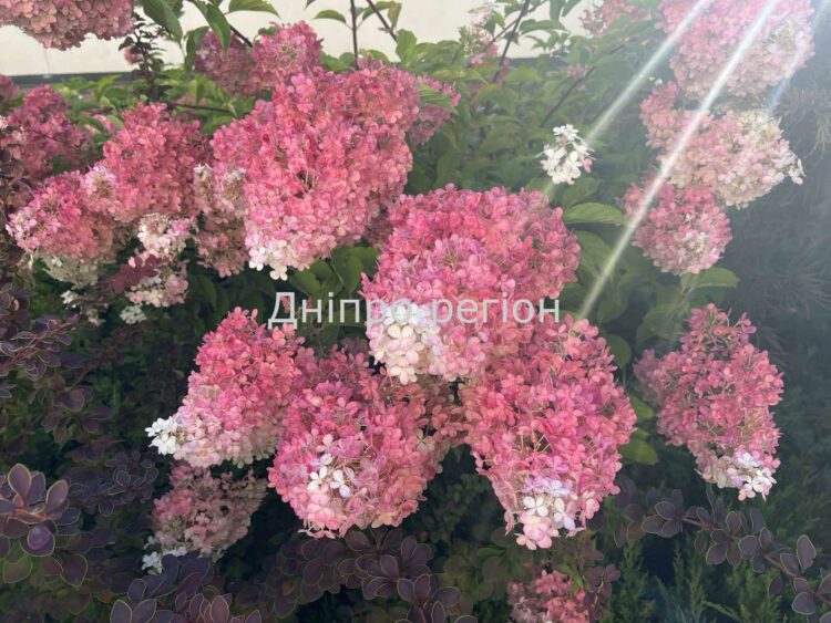 Три способи весняної обрізки волотистої гортензії: який обрати для великих суцвіть