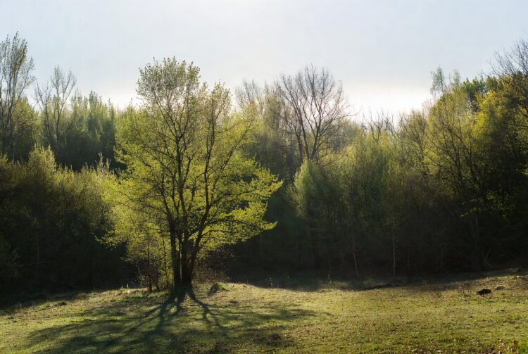 Весна 2026 вступає в права 20 березня: традиції предків і народні прикмети