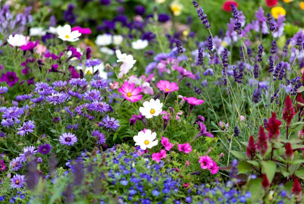 Які квіти посіяти у березні 2026: розсада, терміни та сприятливі дні