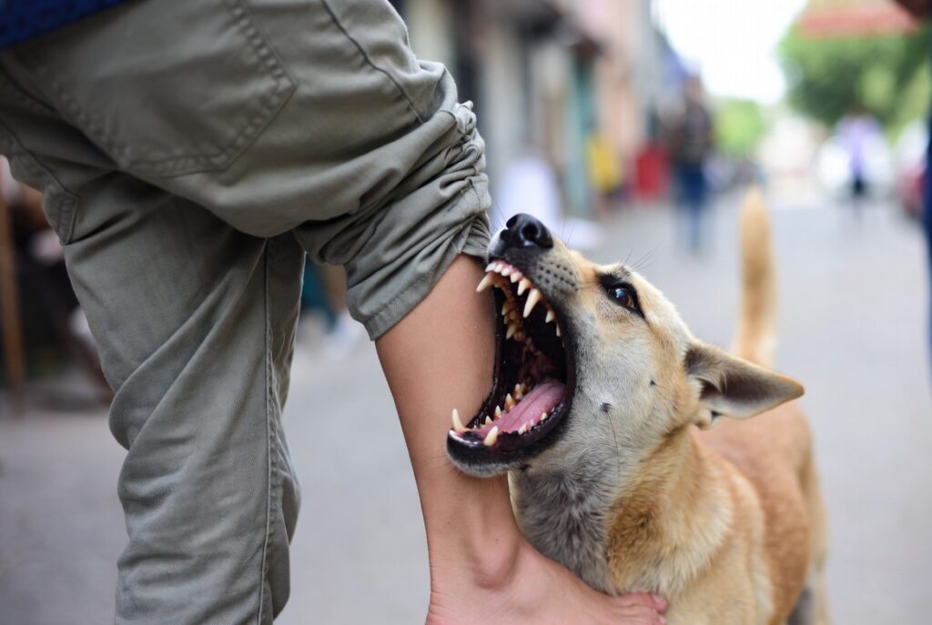 На Дніпропетровщині безпритульна собака вкусила на дитину На Дніпропетровщині безпритульна собака вкусила на дитину