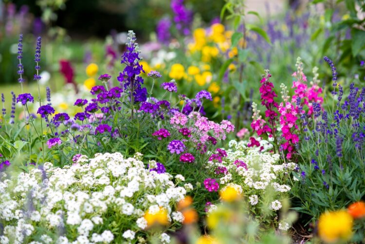 Які квіти посіяти у березні 2026: розсада, терміни та сприятливі дні