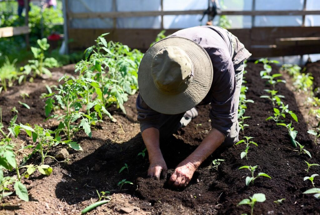 Посівний календар на квітень 2026: сприятливі дні для овочів, квітів та городніх робіт