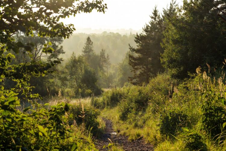 Весна 2026 вступає в права 20 березня: традиції предків і народні прикмети