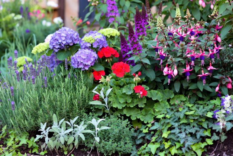 Не витрачайте гроші на саджанці: які рослини легко розмножити живцями вдома