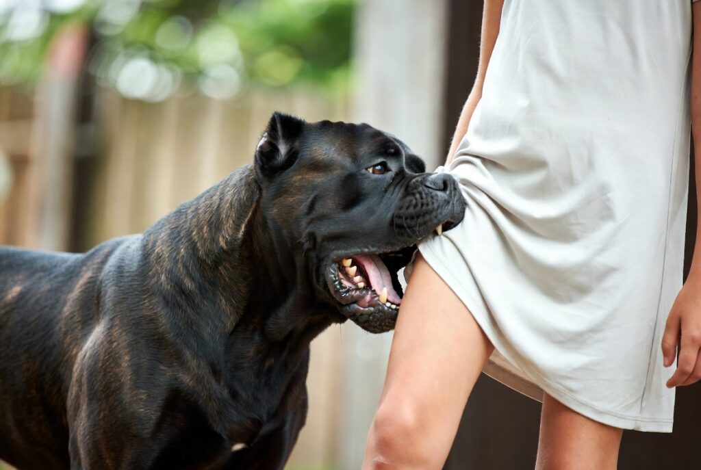 На Дніпропетровщині собака напав на школярку: лікарі борються за порятунок ноги дитини