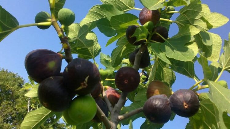 Жителька Кривого Рогу вирощує інжир та збирає унікальну колекцію сортів