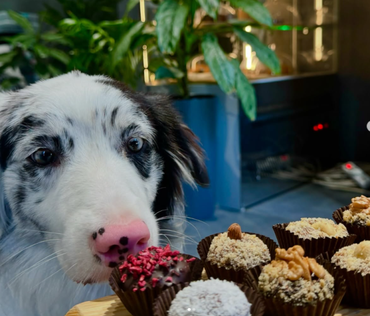 У Дніпрі відкрилася кав'ярня, де гостей зустрічають австралійські вівчарки