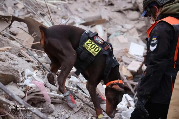 Пішла з життя легендарна пошукова собака Ханна з Павлоградського загону «Антарєс»