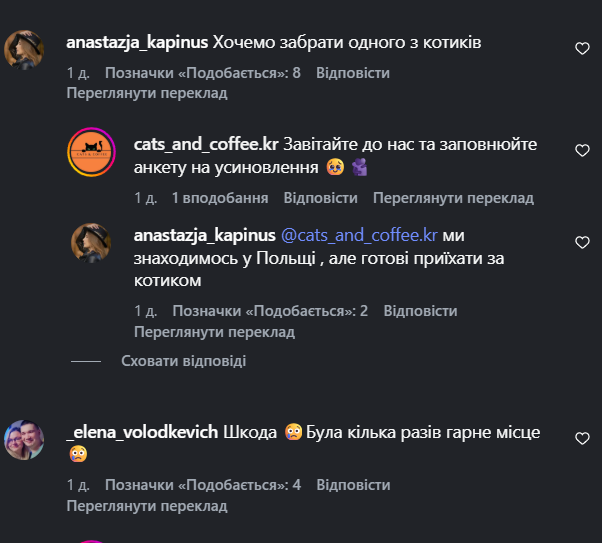 На Дніпропетровщині закривається відоме котокафе: чотирилапим мешканцям шукають новий дім