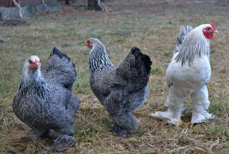 На Дніпропетровщині вразливі сім'ї можуть отримати курчат-бройлерів та $200 на відгодівлю