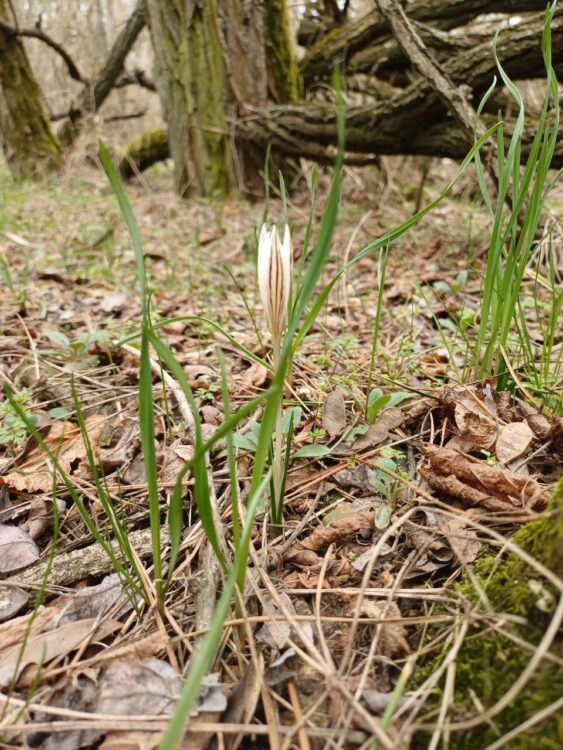 На Дніпропетровщині в заповіднику зацвіли червонокнижні шафрани 