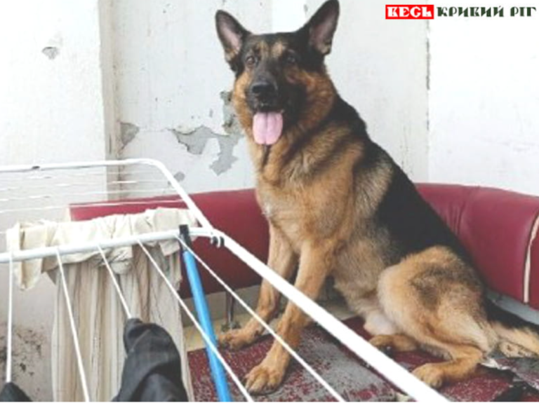 На Дніпропетровщині вівчарка розірвала обличчя дівчині під час стріму в TikTok