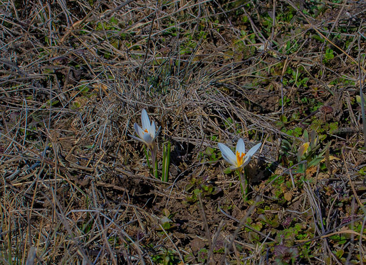 На Дніпропетровщині зацвіли червонокнижні рослини