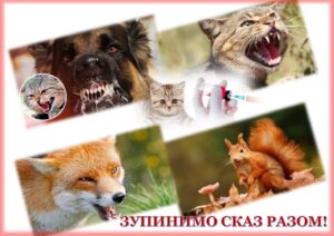 Стало відомо, де на Дніпропетровщині зафіксовано сказ