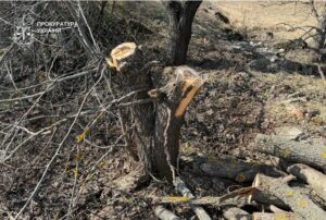 Збитків на 600 тис.: на Дніпропетровщині чоловік зрубав дерева в заказнику “Візирка”