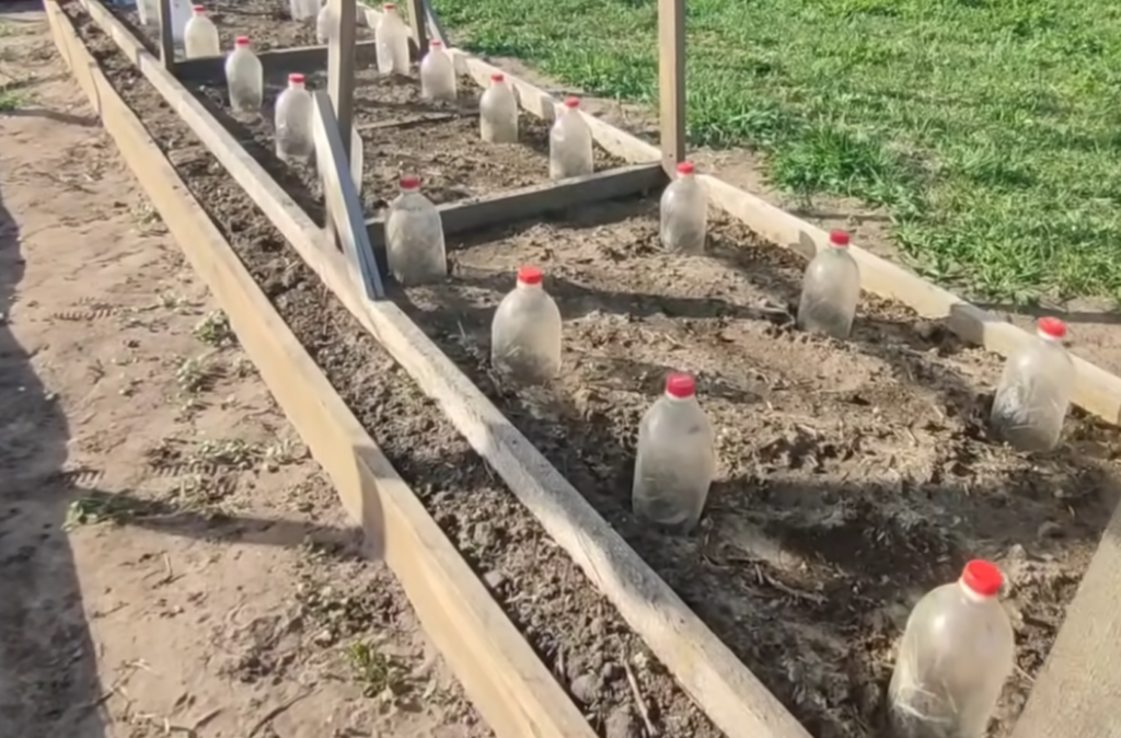 Як виростити помідори без розсади: поради від досвідченого городника