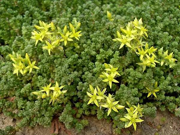 Які квіти посадити на могилі: кам'яна троянда та інші